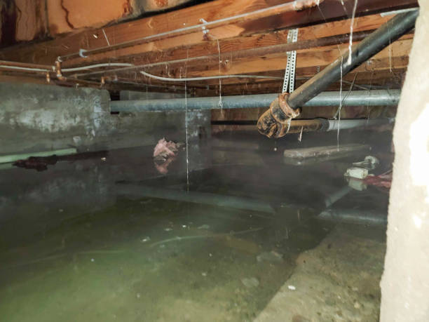 Best Ceiling water damage repair  in Acres Green, CO